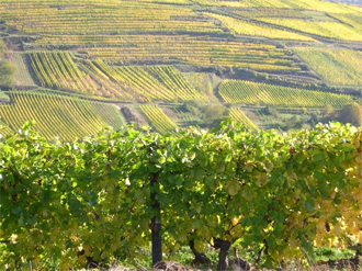 Crémant d'Alsace - Cuvée Prestige